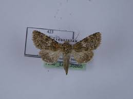 Attēlu rezultāti vaicājumam “Hadena rivularis”