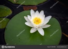 Attēlu rezultāti vaicājumam “Nymphaea candida flower”