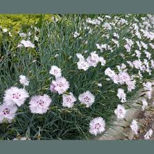 Attēlu rezultāti vaicājumam “Dianthus deltoides”