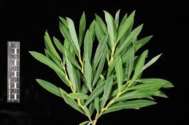 Attēlu rezultāti vaicājumam “Salix Vetrix”