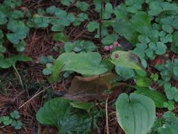 Attēlu rezultāti vaicājumam “Maianthemum bifolium leaf”