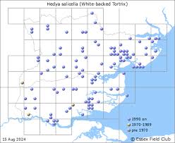 Attēlu rezultāti vaicājumam “Hedya salicella”