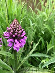 Attēlu rezultāti vaicājumam “Dactylorhiza ochroleuca leaf”