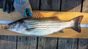 Image result for Morone saxatilis