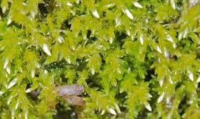 Attēlu rezultāti vaicājumam “Straminergon stramineum”