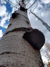 Attēlu rezultāti vaicājumam “Phellinus tremulae”