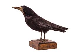 Attēlu rezultāti vaicājumam “Corvus frugilegus”