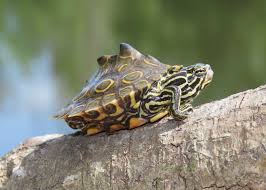 Attēlu rezultāti vaicājumam “Tortula lingulata macro”