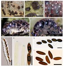 Attēlu rezultāti vaicājumam “Hypoxylon vogesiacum”