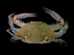 Image result for Callinectes sapidus