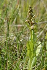 Attēlu rezultāti vaicājumam “Coeloglossum viride”