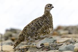 Attēlu rezultāti vaicājumam “Lagopus lagopus female”