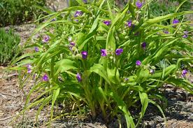 Attēlu rezultāti vaicājumam “Tradescantia virginiana flower”
