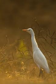 Attēlu rezultāti vaicājumam “Bubulcus ibis”