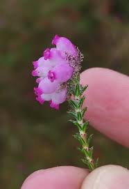 Attēlu rezultāti vaicājumam “Erica tetralix”