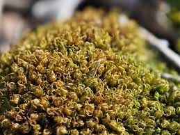 Attēlu rezultāti vaicājumam “Aulacomnium androgynum sporophyte”