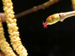 Attēlu rezultāti vaicājumam “Corylus avellana female flower”