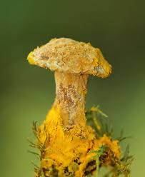 Attēlu rezultāti vaicājumam “Hypomyces chrysospermus”