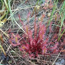 Attēlu rezultāti vaicājumam “Drosera anglica fruit”