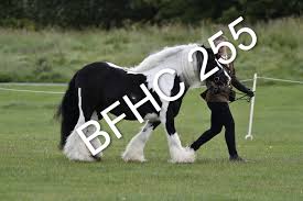 Image result for Blackpool & Fylde Horse Club