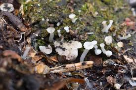 Attēlu rezultāti vaicājumam “Cudoniella acicularis”