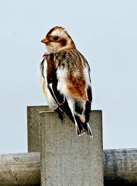 Attēlu rezultāti vaicājumam “Plectrophenax nivalis adult”