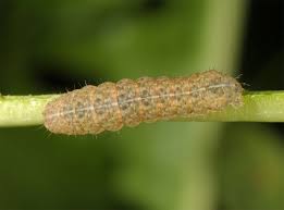 Attēlu rezultāti vaicājumam “Noctua fimbriata”