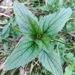 Attēlu rezultāti vaicājumam “Scrophularia nodosa leaf”