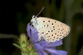 Attēlu rezultāti vaicājumam “Maculinea alcon female”