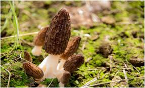 Attēlu rezultāti vaicājumam “Morchella sp.”