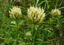 Attēlu rezultāti vaicājumam “Trifolium montanum leaf”