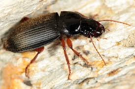 Attēlu rezultāti vaicājumam “Pseudoophonus rufipes”