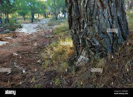 Attēlu rezultāti vaicājumam “Clavulinopsis cinerioides”