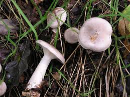 Attēlu rezultāti vaicājumam “Clitocybe nebularis”