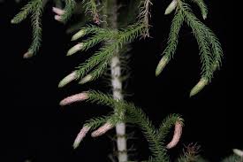 Attēlu rezultāti vaicājumam “Lycogala asperum”