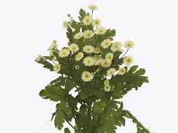 Image result for Chrysanthemum ptarmiciflorum