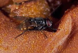 Attēlu rezultāti vaicājumam “Musca domestica”