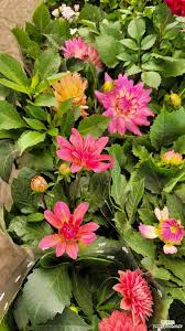 Image result for Dahlia x pinnata `Redskin`