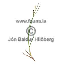 Attēlu rezultāti vaicājumam “Juncus alpinoarticulatus”