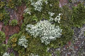 Attēlu rezultāti vaicājumam “Ramalina fastigiata”