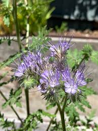 Attēlu rezultāti vaicājumam “Phacelia tanacetifolia”
