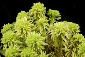 Attēlu rezultāti vaicājumam “Sphagnum wulfianum”