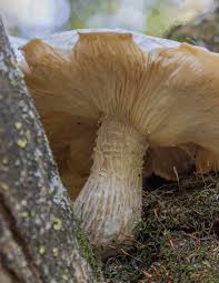 Attēlu rezultāti vaicājumam “Hypsizygus ulmarius”