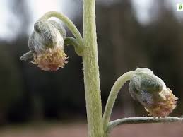Attēlu rezultāti vaicājumam “Artemisia campestris bud”