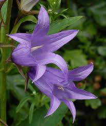 Attēlu rezultāti vaicājumam “Campanula latifolia flower”