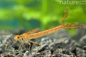 Attēlu rezultāti vaicājumam “Lestidae”