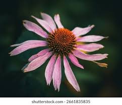 Attēlu rezultāti vaicājumam “Echinacea purpurea bud”