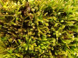 Attēlu rezultāti vaicājumam “Pseudoleskeella nervosa”