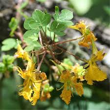 Attēlu rezultāti vaicājumam “Tropaeolaceae”