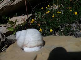 Image result for mountain top seashell